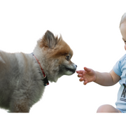 Cómo empezar a fomentar interacciones positivas y seguras entre tu perro y tu hija/hijo