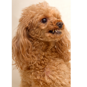 MI PERRO LE GRUÑE A MI BEBÉ ¿QUÉ HAGO?