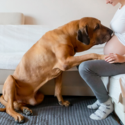Verdades y mitos del vínculo entre tu perro y tu bebé / hijo / hija