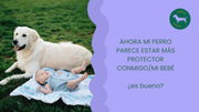Ahora mi perro parece estar más protector conmigo/mi bebé ¿es bueno?
