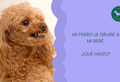 MI PERRO LE GRUÑE A MI BEBÉ ¿QUÉ HAGO?
