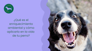 ¿Qué es el enriquecimiento ambiental y cómo aplicarlo en la vida de tu perro?