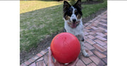 Pelota Indestructible - Company of Animals Boomer Ball